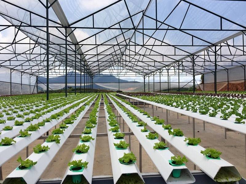Doanh nghiệp hoạt động trong lĩnh vực trồng trọt, chăn nuôi và dịch vụ nông nghiệp.